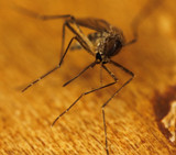 How worried should we be about the mosquito-borne virus Japanese encephalitis?