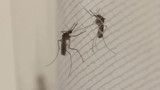 Virus detection sparks mosquito warning for the Kimberley - WA Health