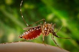 Climate change and chemicals on your skin put you at greater risk of getting bitten by a mosquito