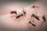 New Murray Valley encephalitis case prompts warning. 14 July 2023