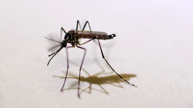 Fossilised mosquitoes suggest male mozzies also once sucked blood ...