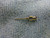Asymtek 42-1718 Medal Needle 18GA (Qty. 1)