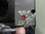 Fuji Electric BU-FSB3040 Circuit Breaker 40A 600V 3 Pole3