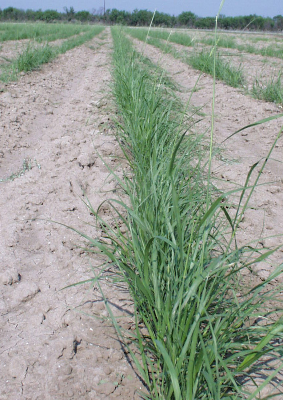 Sand Dropseed | Native American Seed