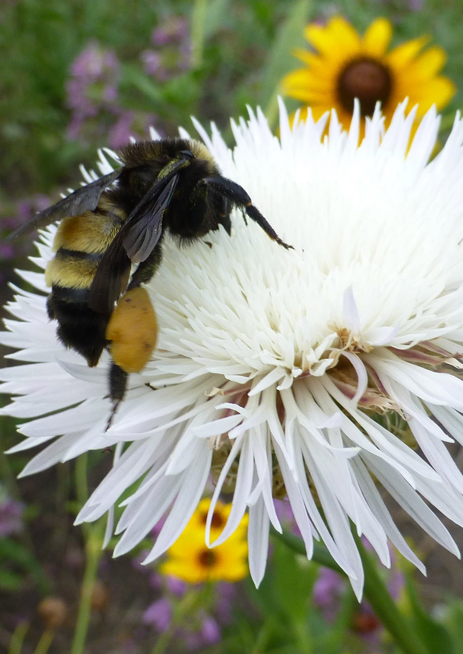 Bee Happy Mix Native American Seed