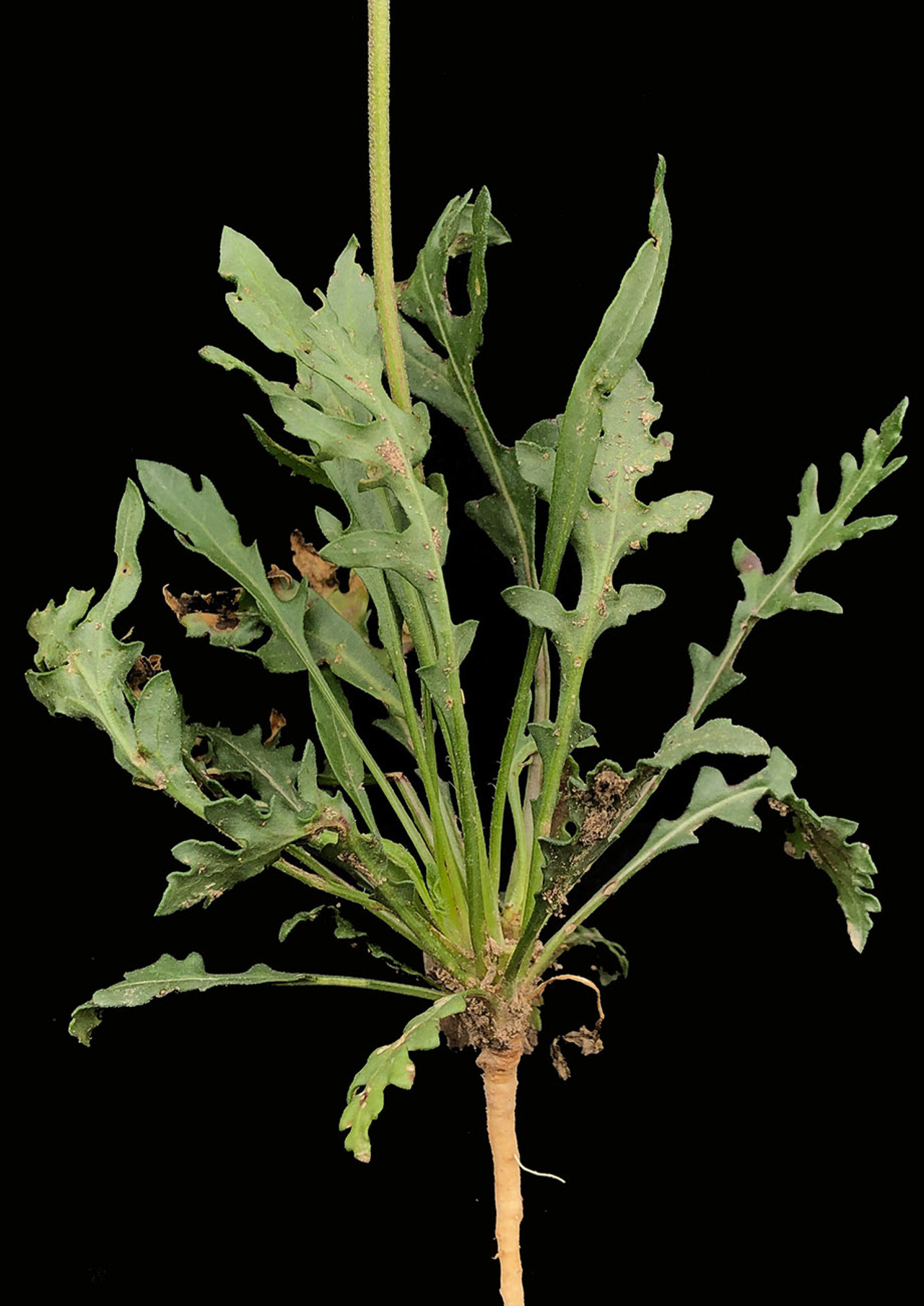 Pincushion Daisy Native American Seed