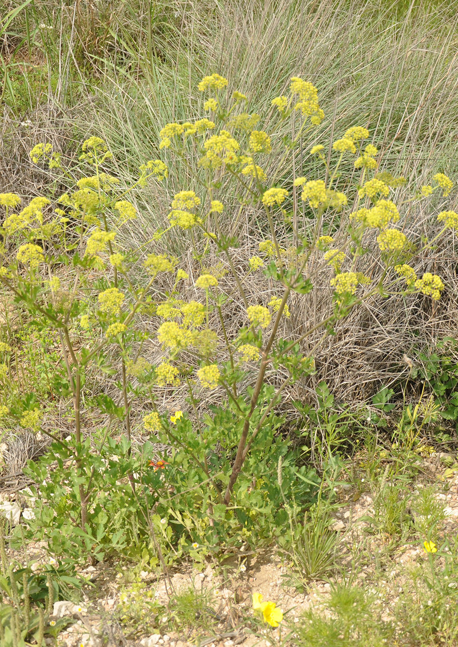 Prairie Parsley Native American Seed