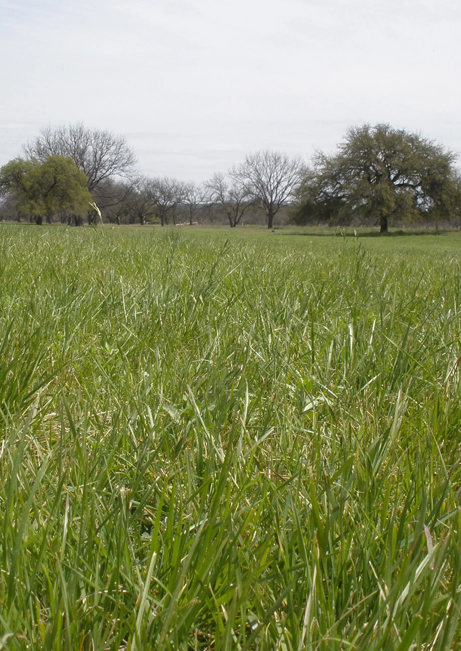 Texas Wintergrass Roots | Native American Seed