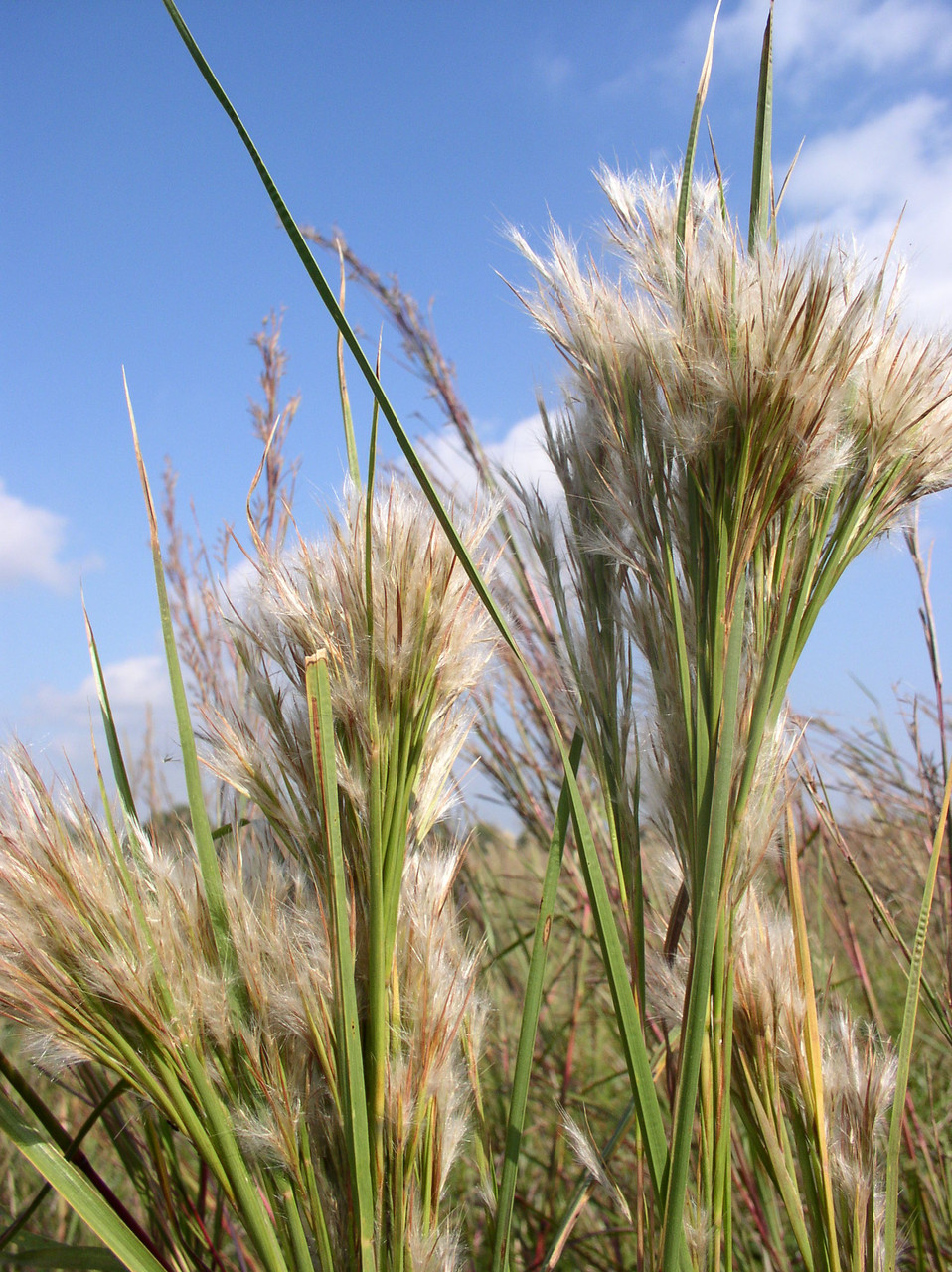 Bushy Bluestem