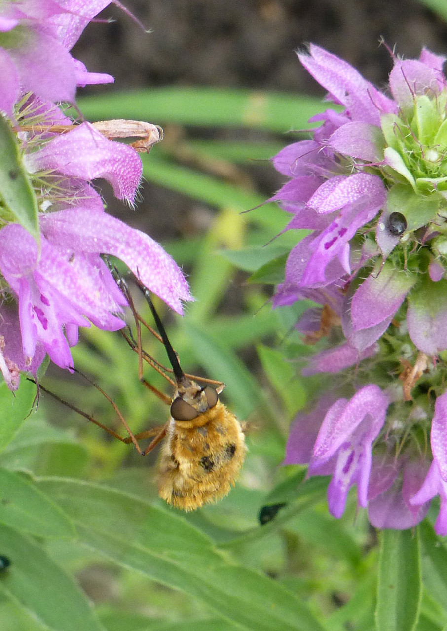 Bee Happy Mix | Native American Seed
