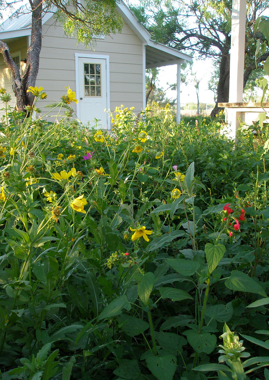 All Annual Wildflower Mix