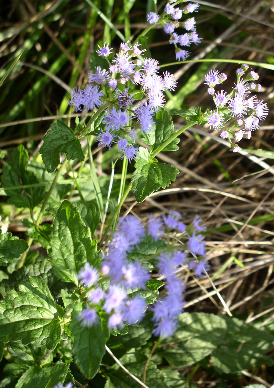 15+ Greggs Blue Mist Flower