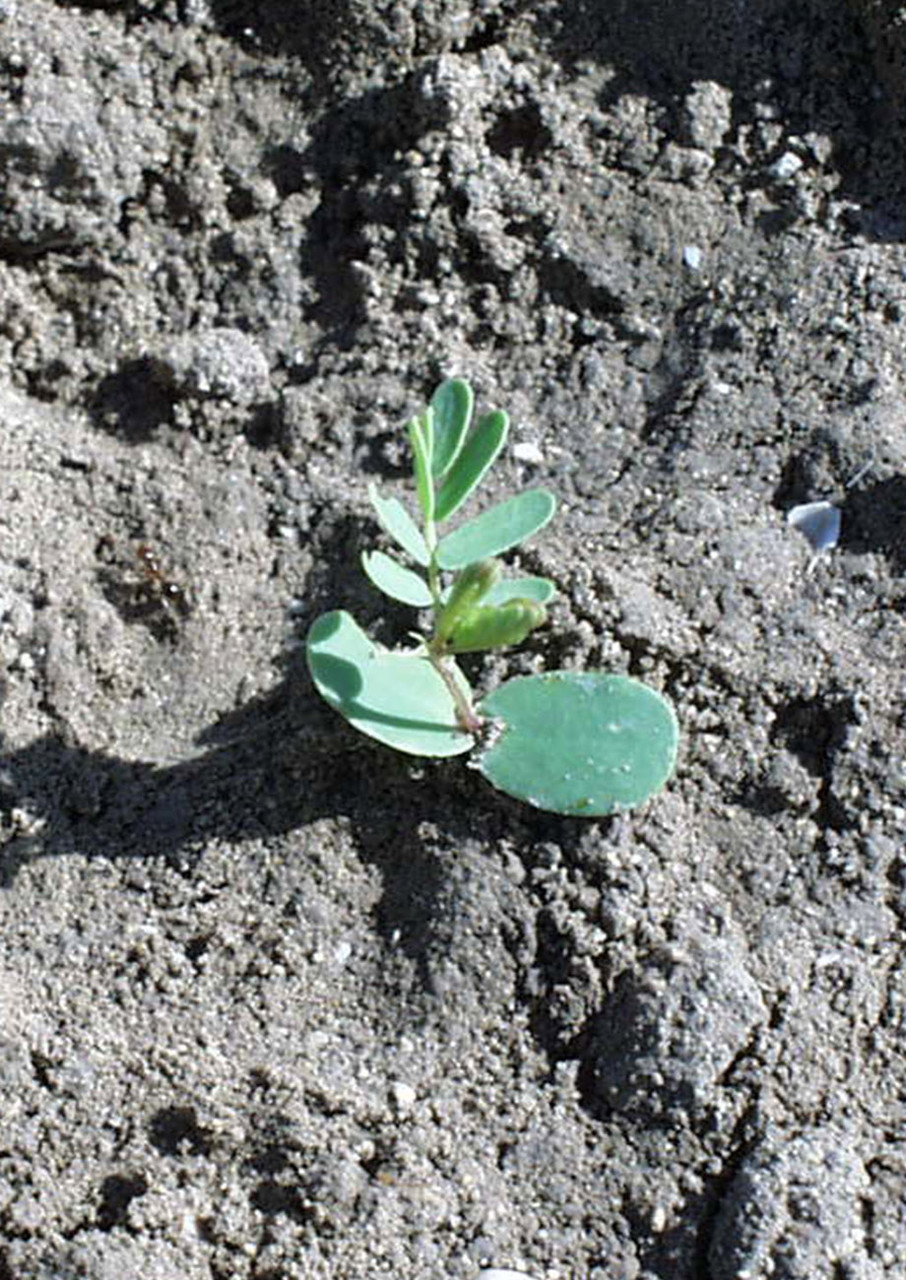 ILLINOIS BUNDLEFLOWER - Johnston Seed Company