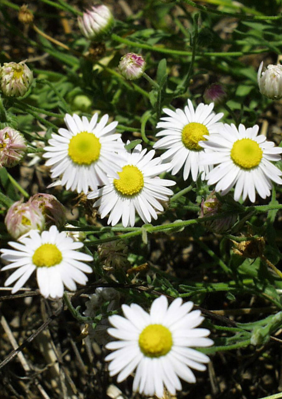 Dried Daisy Bush