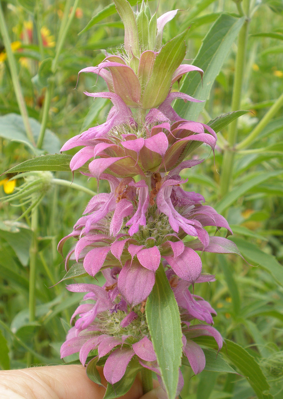 Lemon Mint  Native American Seed