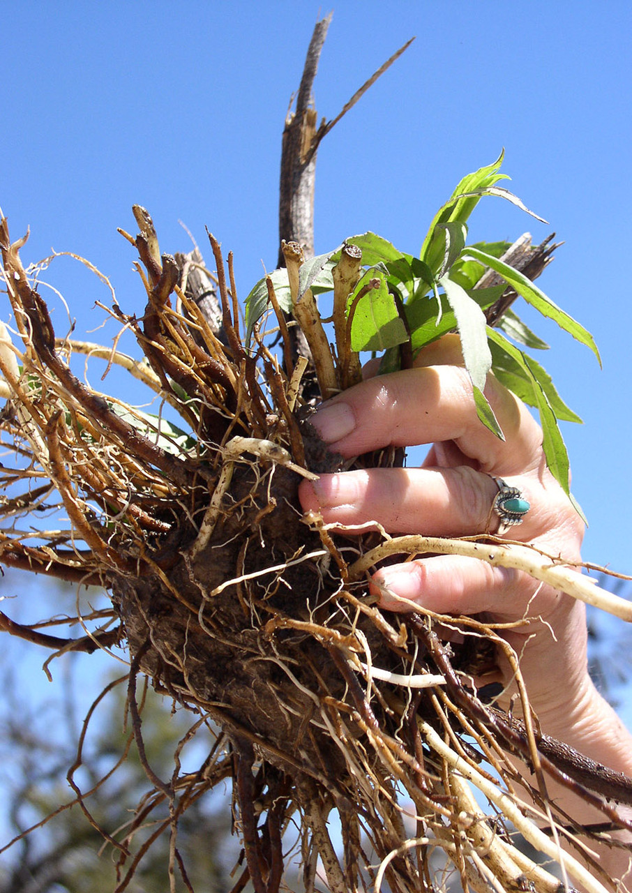 Maximilian sunflower, growing Maximilian, what is Maximilian sunflower