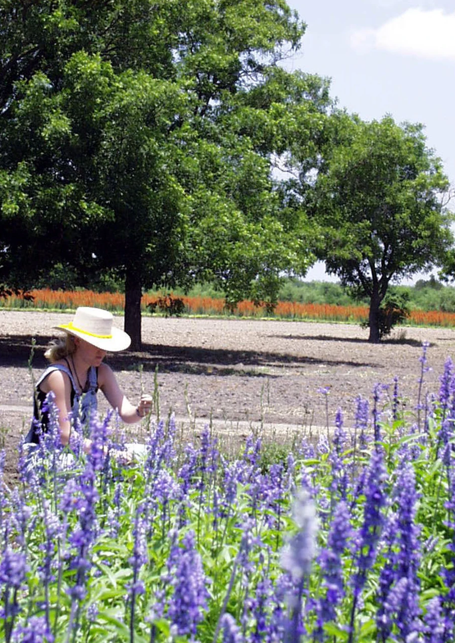Mealy Blue Sage
