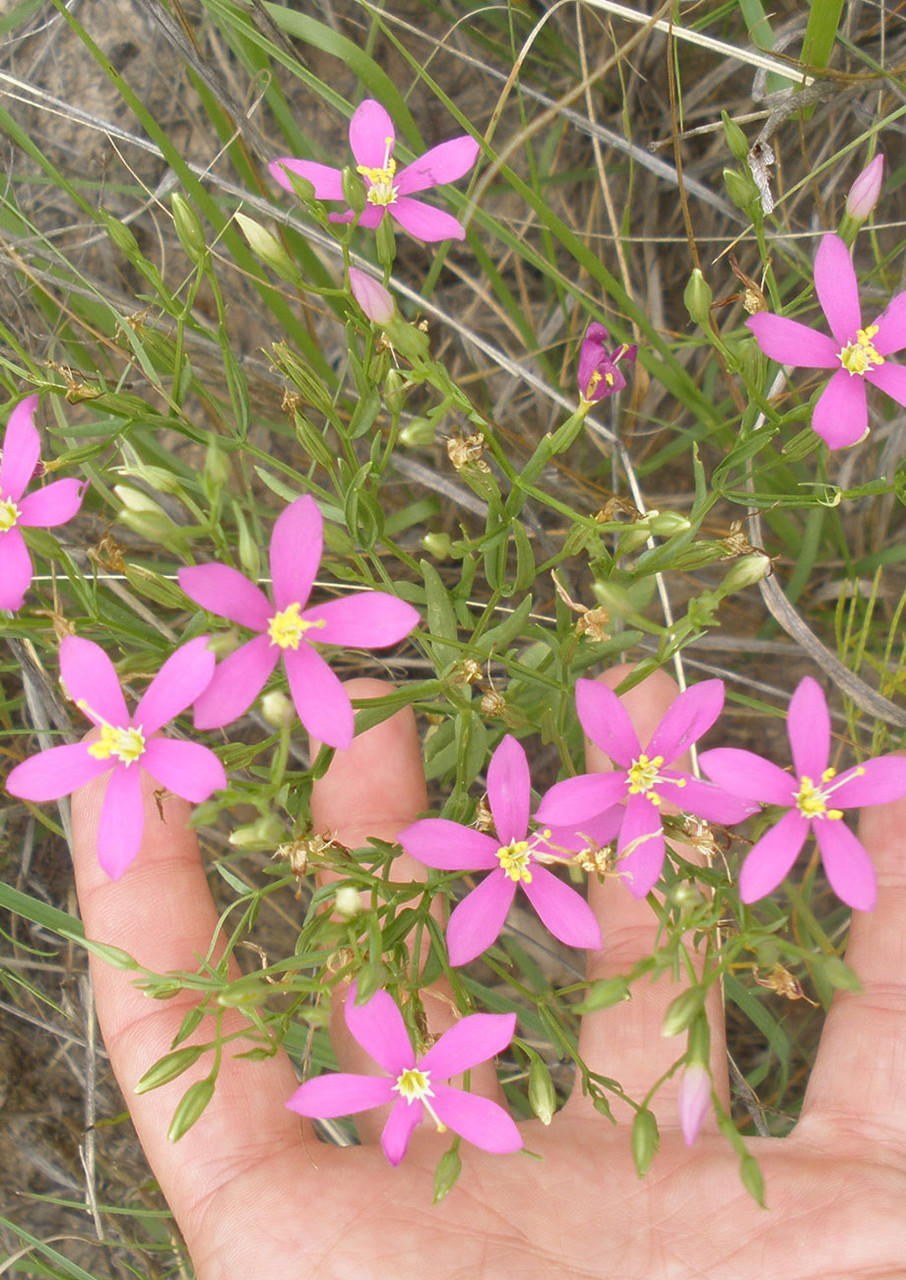 Mountain Pinks | Native American Seed
