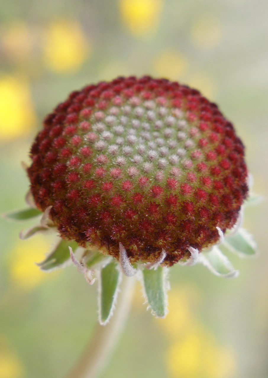 Pincushion Daisy