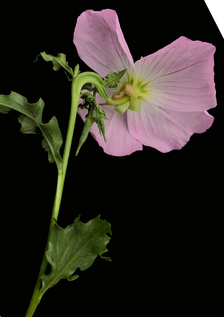 1 Oz Pink Evening Primrose Seeds - Bulk Wildflower - Approx 187,500 Seeds - Perennial