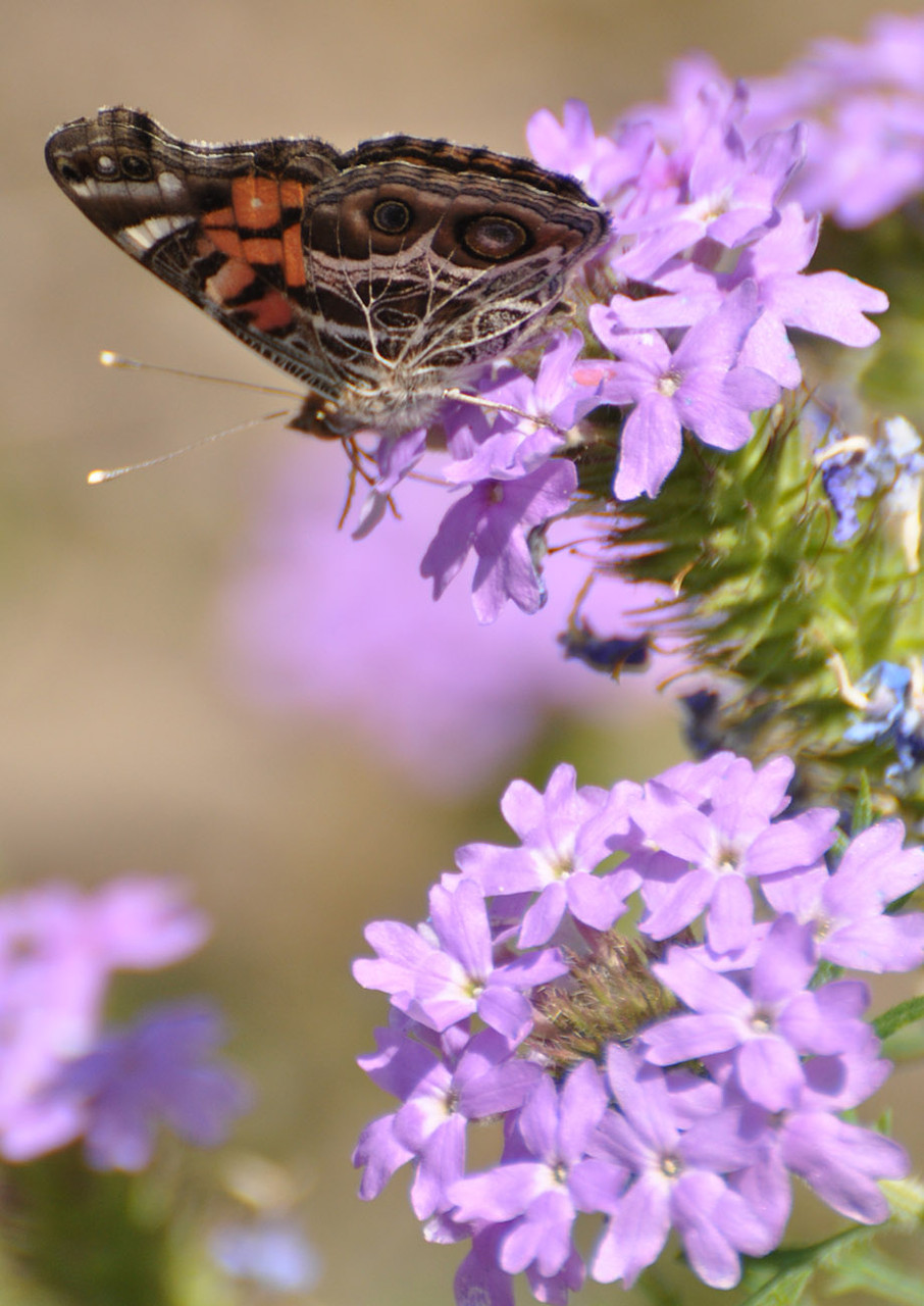 verbena perennial seeds