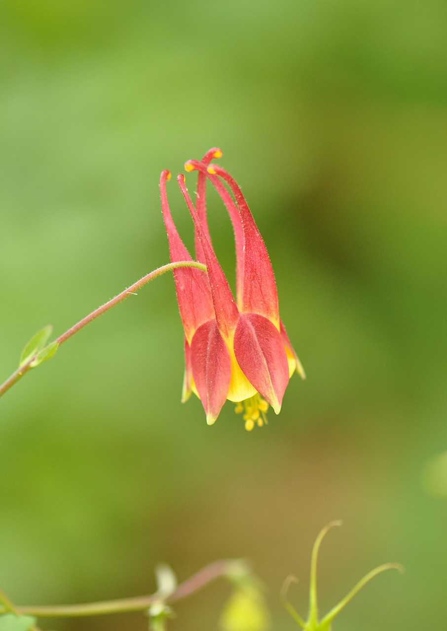 red columbine plant