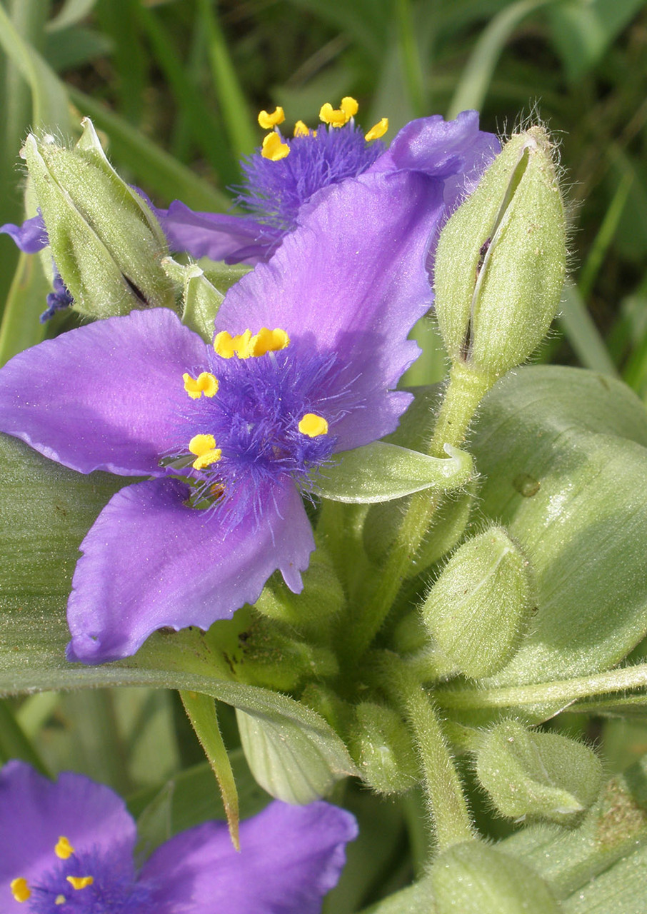 アメリカンフラワー淡パープル Spiderwort | Native American Seed