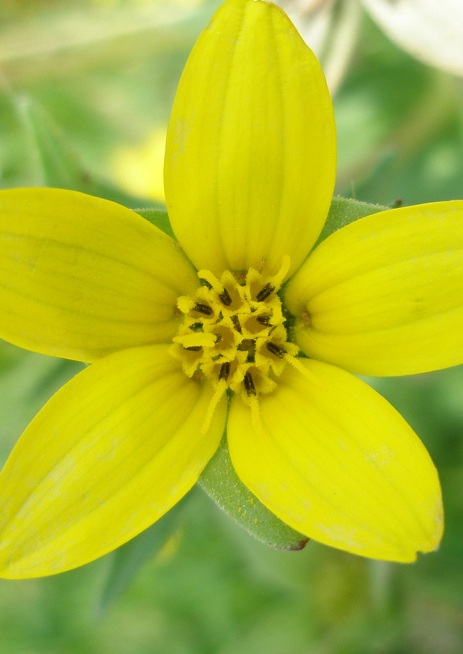 texas bush with yellow flowers