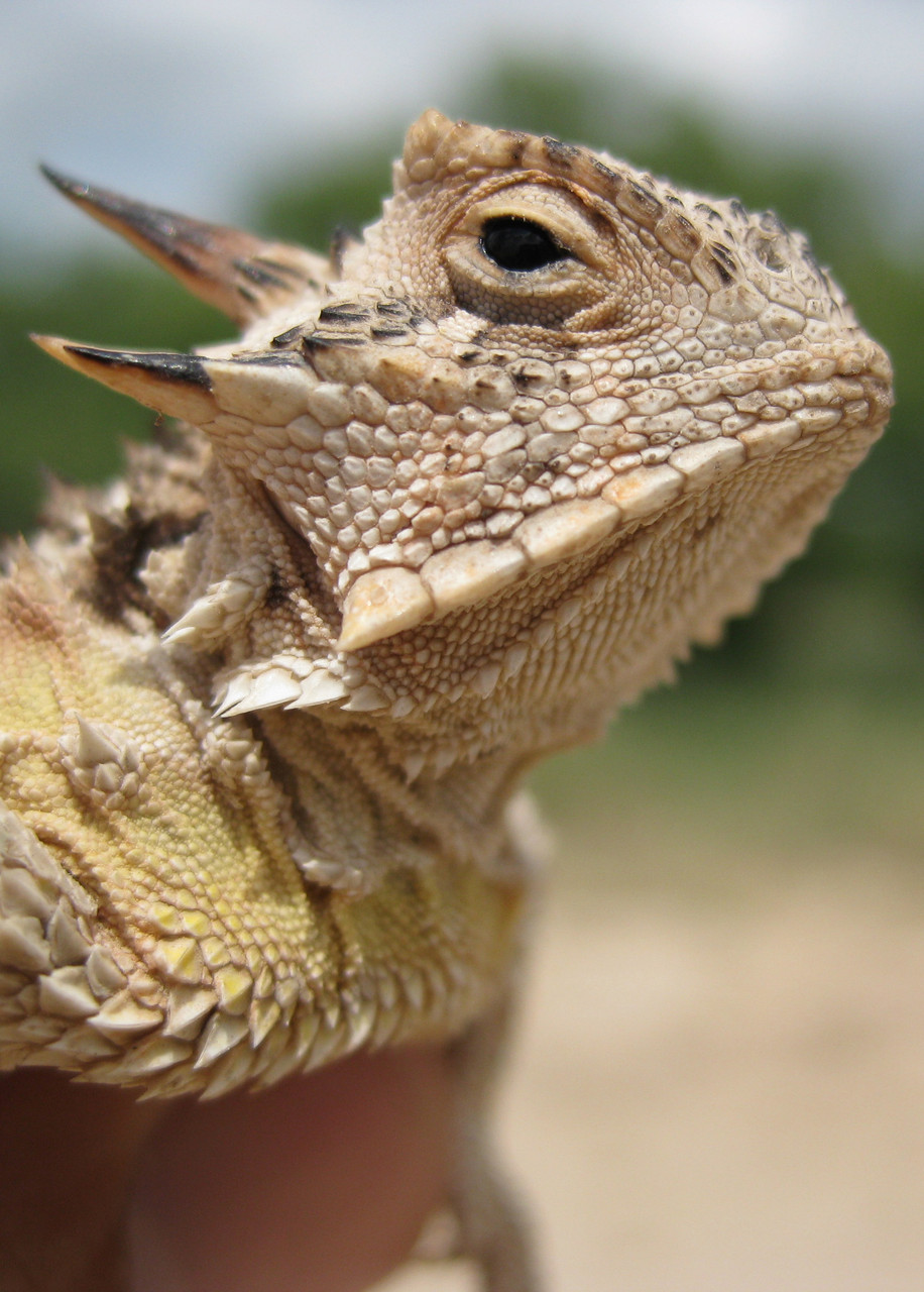 NICENESS 柿乃葉 Ex.BALLARD SIZE : 6 lizard Horned Lizard Habitat Mix | Native American Seed