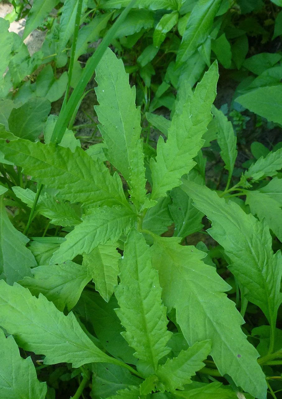 EPAZOTE | Native American Seed