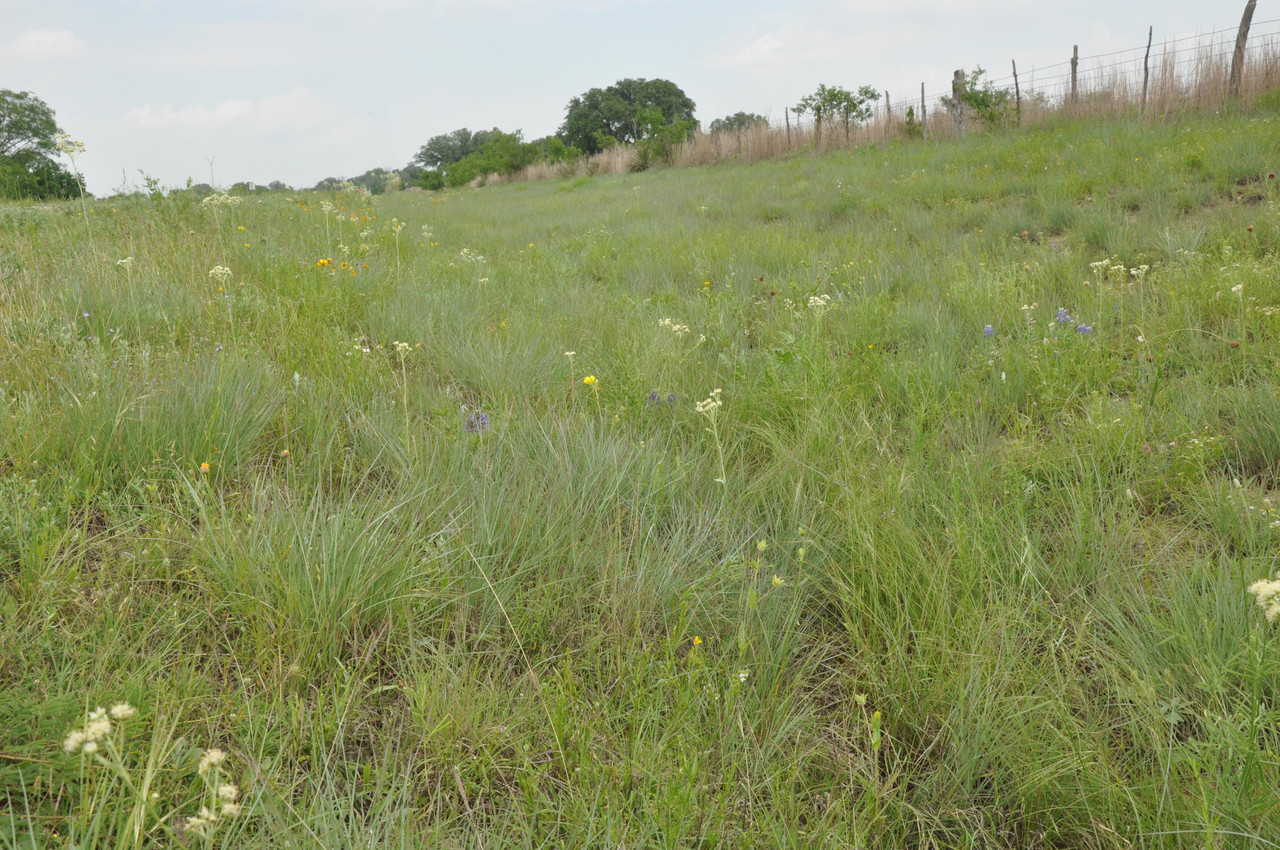 Crosstimbers Prairie