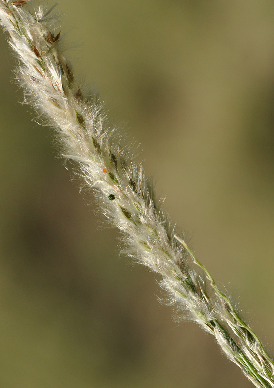 Broomsedge Bluestem Native American Seed
