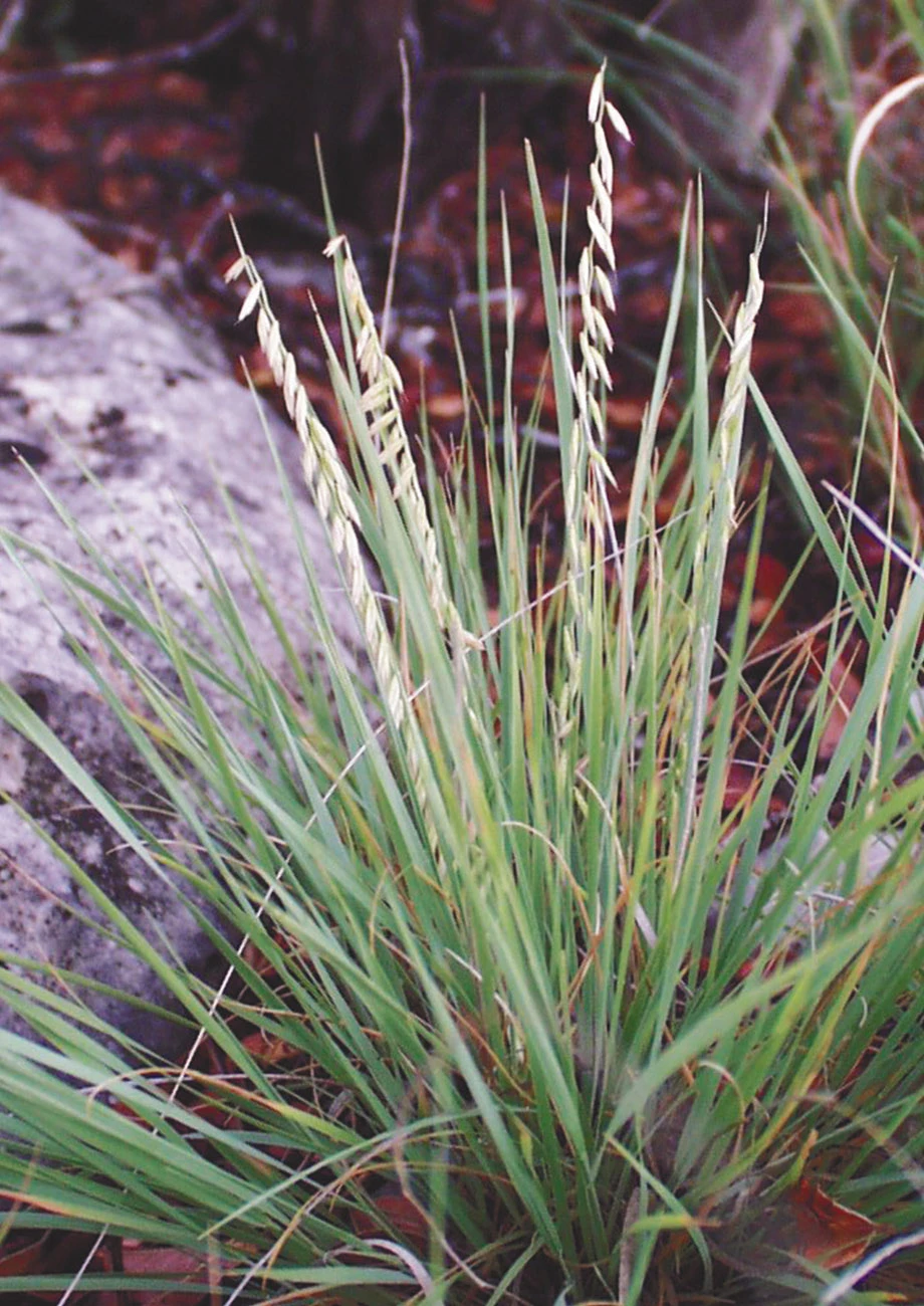 Tall Dropseed | Native American Seed
