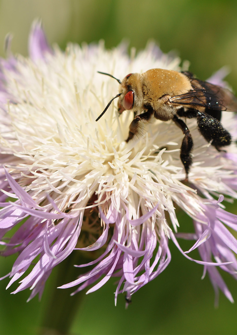 American Basketflower Native American Seed
