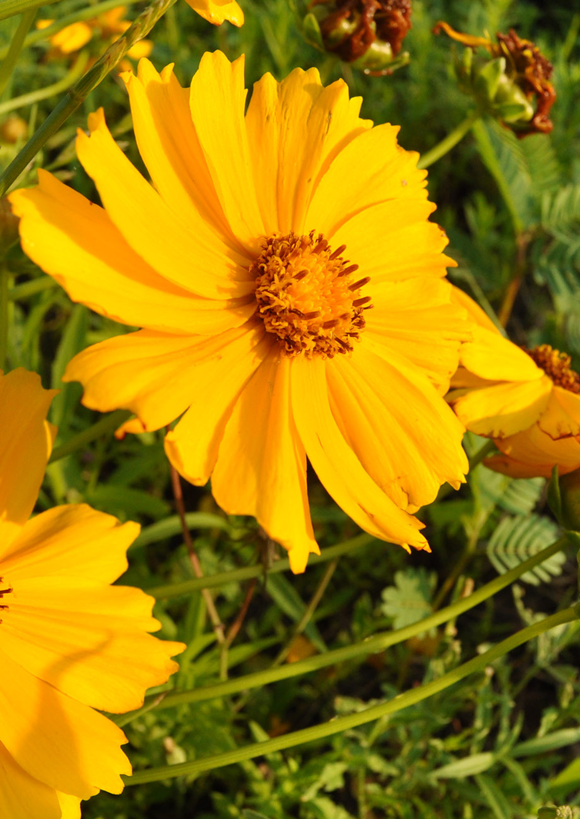 Artistic Plains Coreopsis Moment Collection Artistic Plains Coreopsis Moment Collection