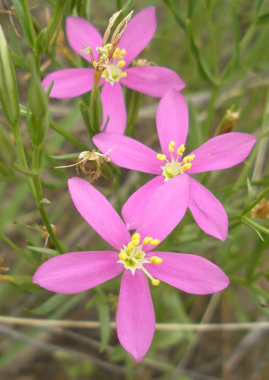 Mountain Pinks Native American Seed