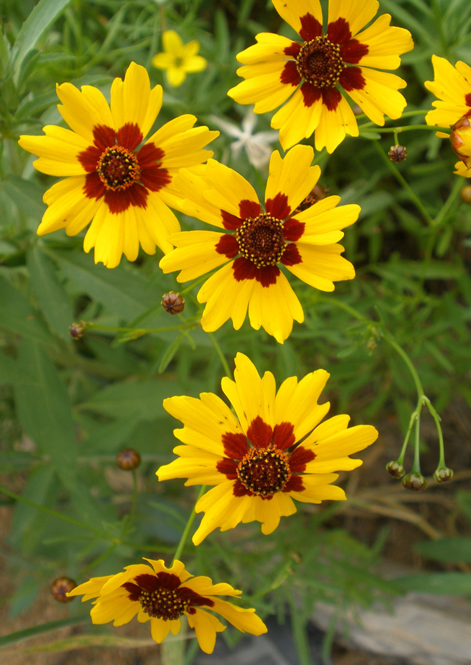 Spectacular Plains Coreopsis Landscape Collection Spectacular Plains Coreopsis Landscape Collection