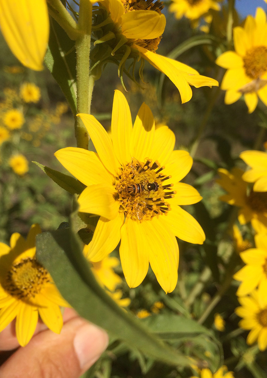 Maximilian Sunflower Roots Native American Seed