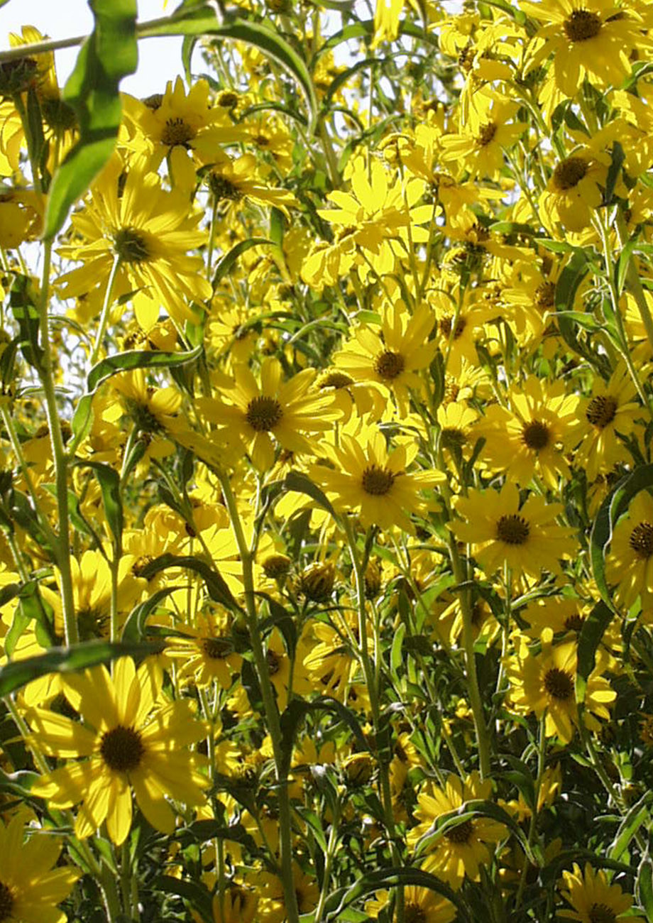 Maximilian Sunflower Roots Native American Seed