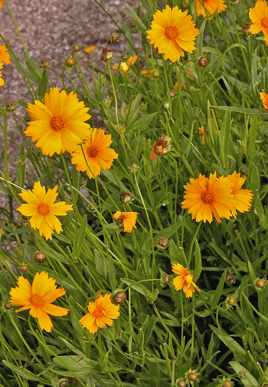 LARGE FLOWER COREOPSIS | Native American Seed