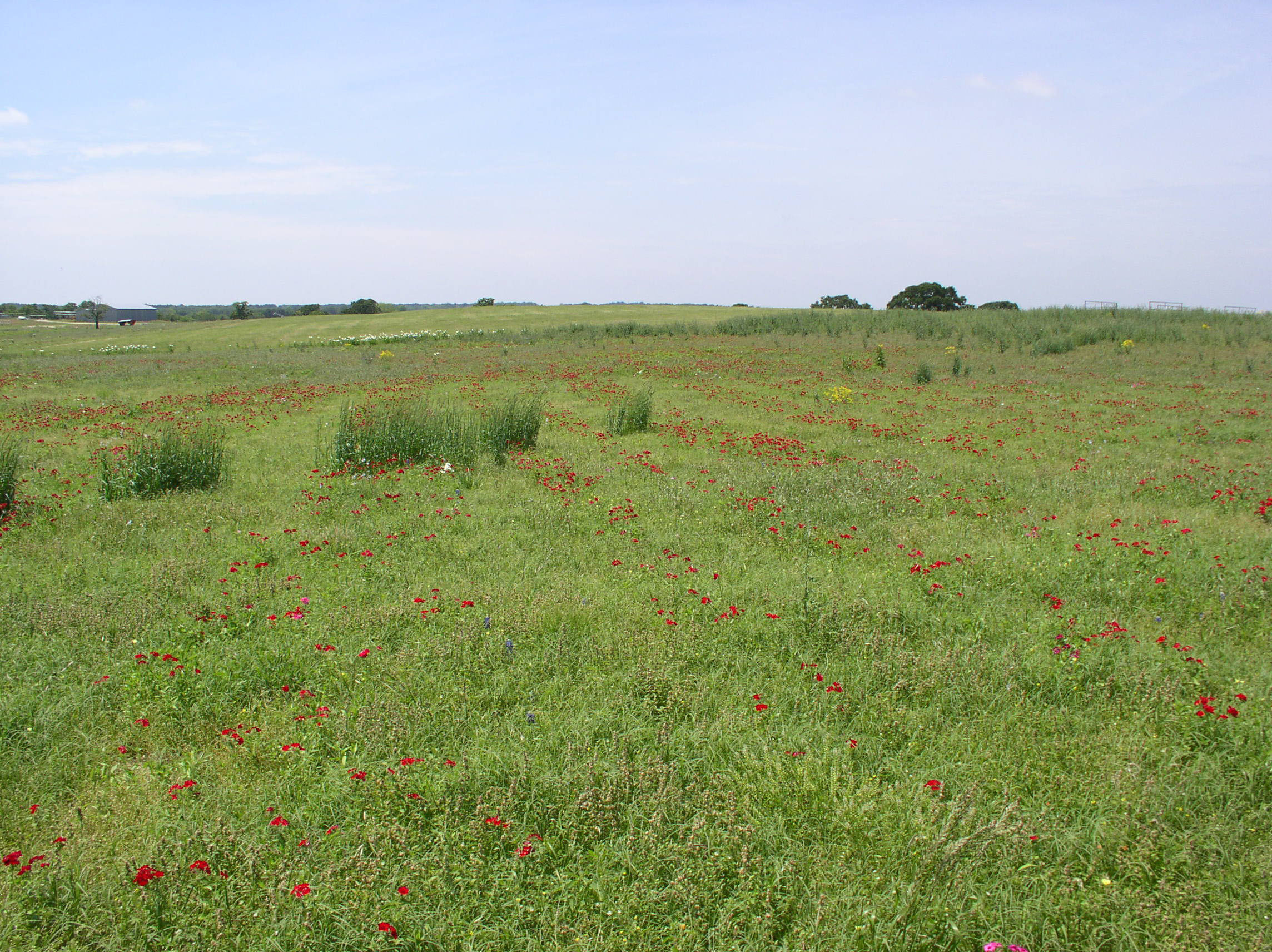 Large Prairie Hidden Categories - Ecoregions - Blackland Prairie - Native American Seed