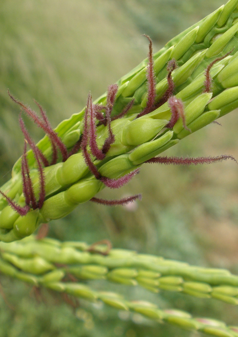 Eastern Gamagrass Native American Seed