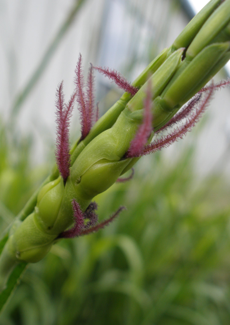 Eastern Gamagrass Plateau Native American Seed