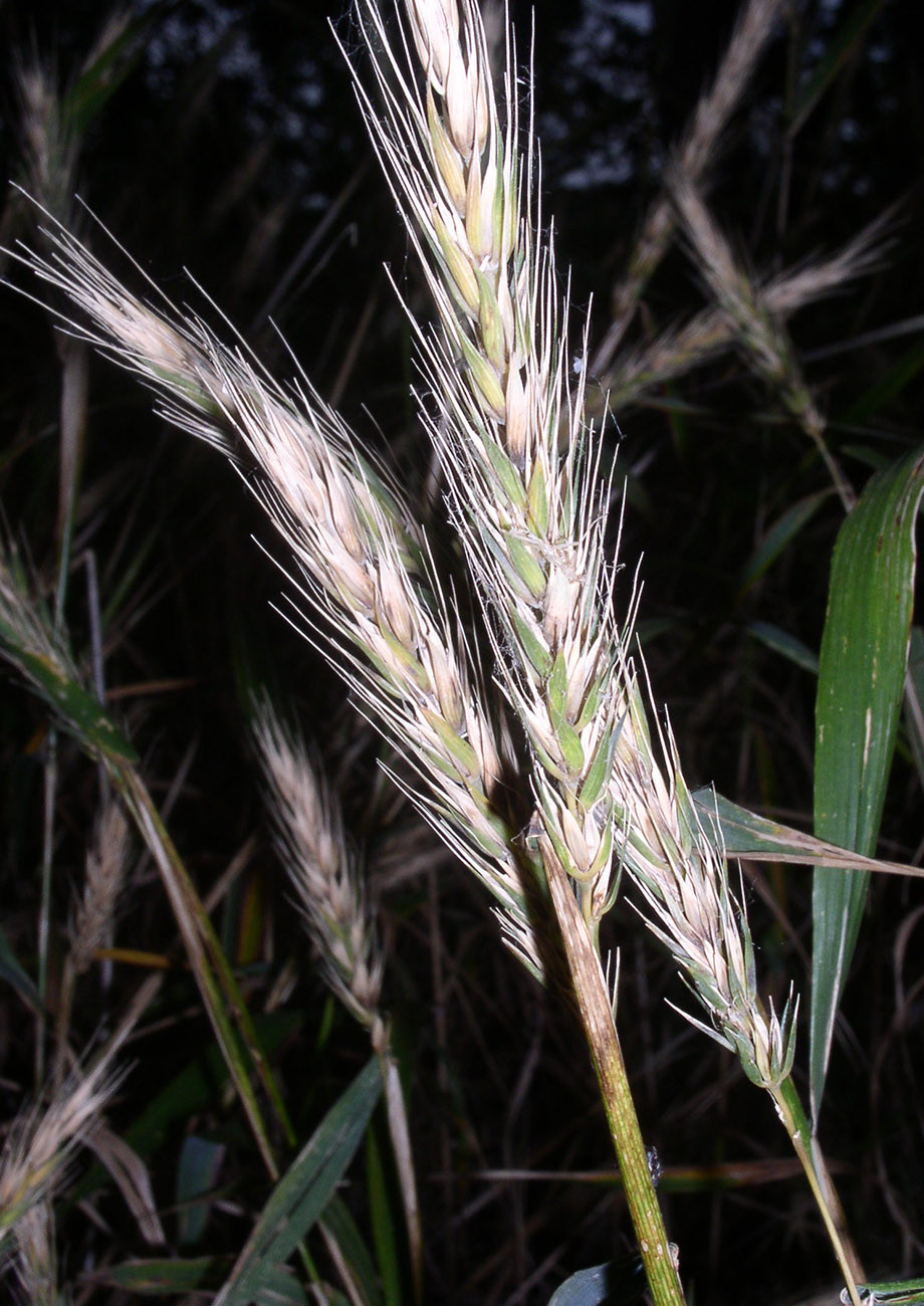 Virginia Wildrye | Native American Seed