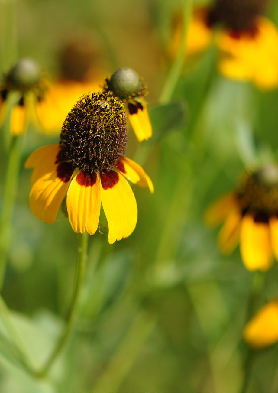 Clasping Coneflower | Native American Seed