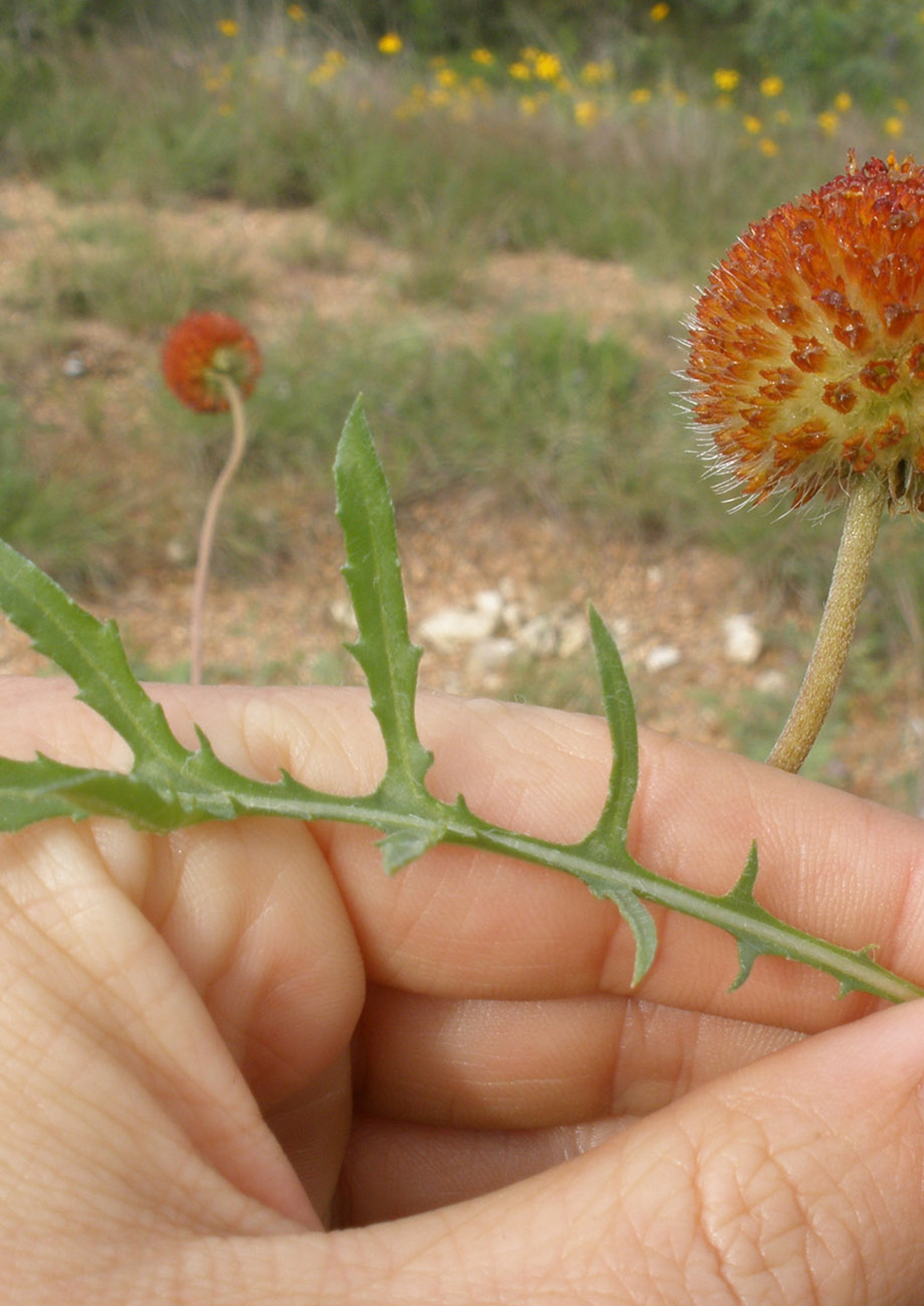 Pincushion Daisy Native American Seed