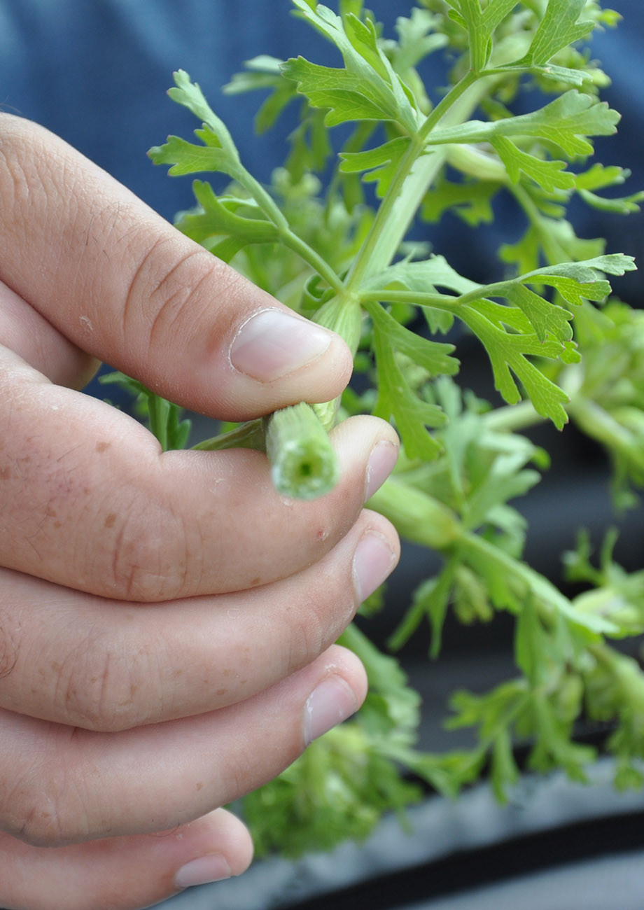 Prairie Parsley Native American Seed