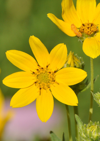 Clasping Coneflower | Native American Seed