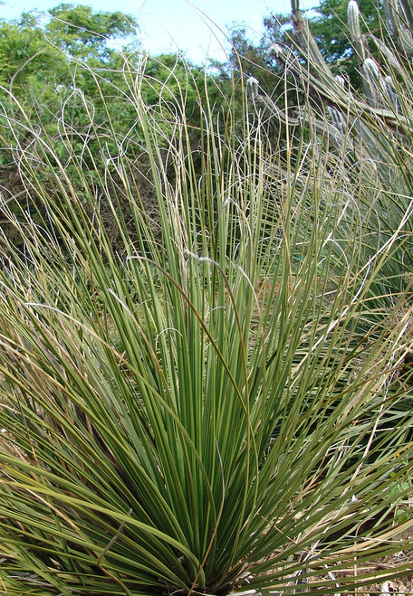 Photo by Drew Avery. Native American Seed Nolina texana