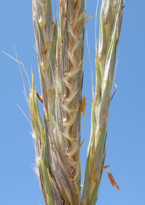 Big Bluestem